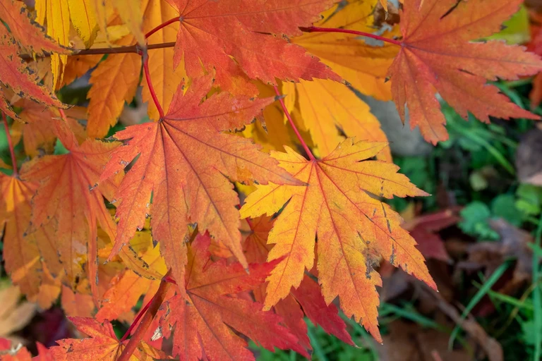 testhintergrund
