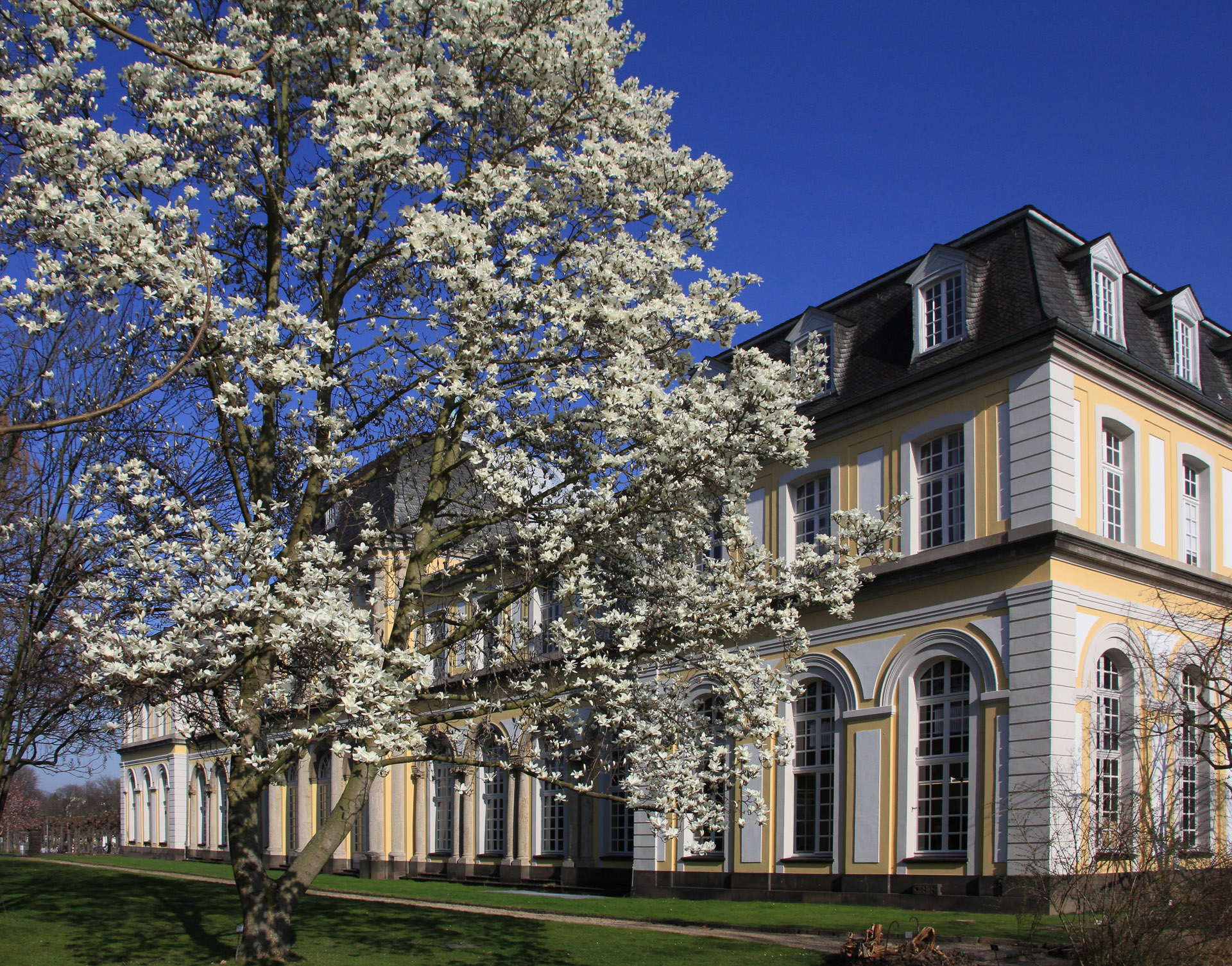 Magnolienblüte_und_Poppelsdorfer_Schloss_U.Sobick.jpg