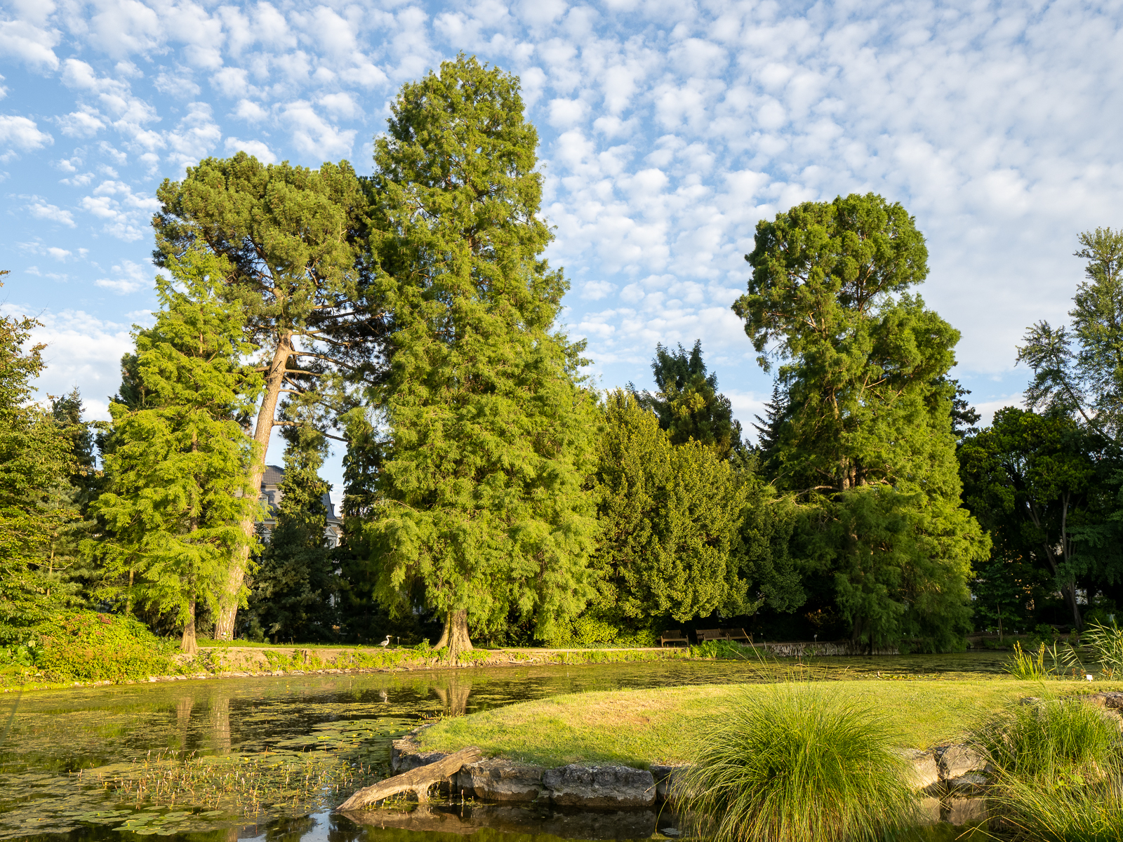 Melbweiher_mit_Sumpfzypressen_C.Löhne_Aug2021.jpg