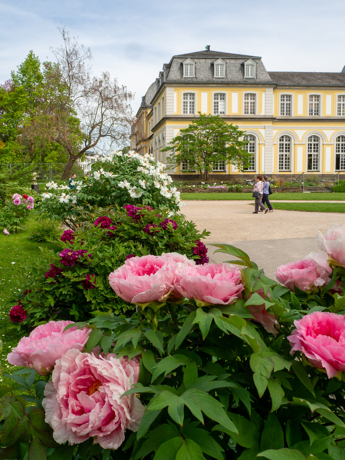 Paeonien_im_Schlossgarten