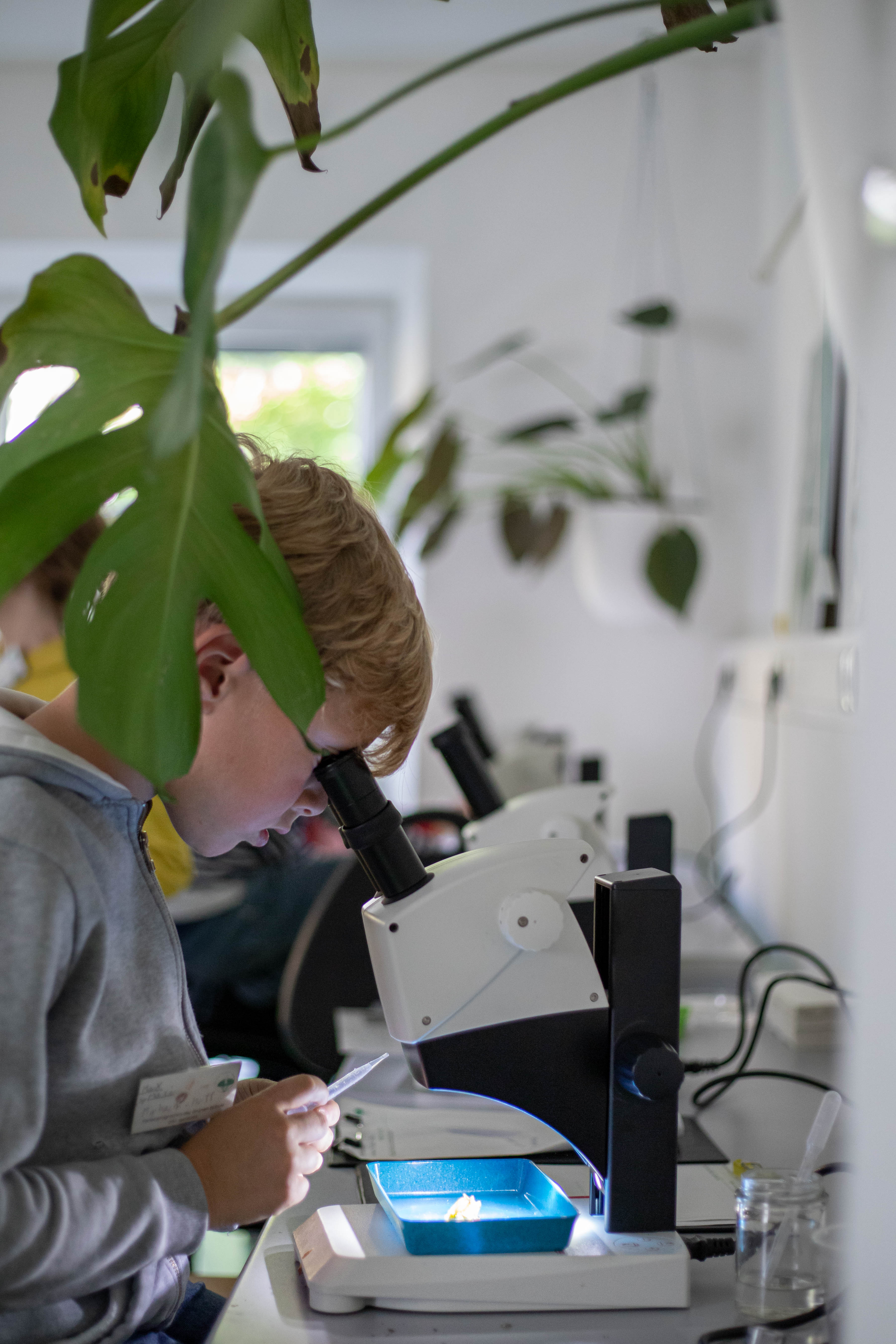 Mikroskopieren in der Grünen Lernwerkstatt
