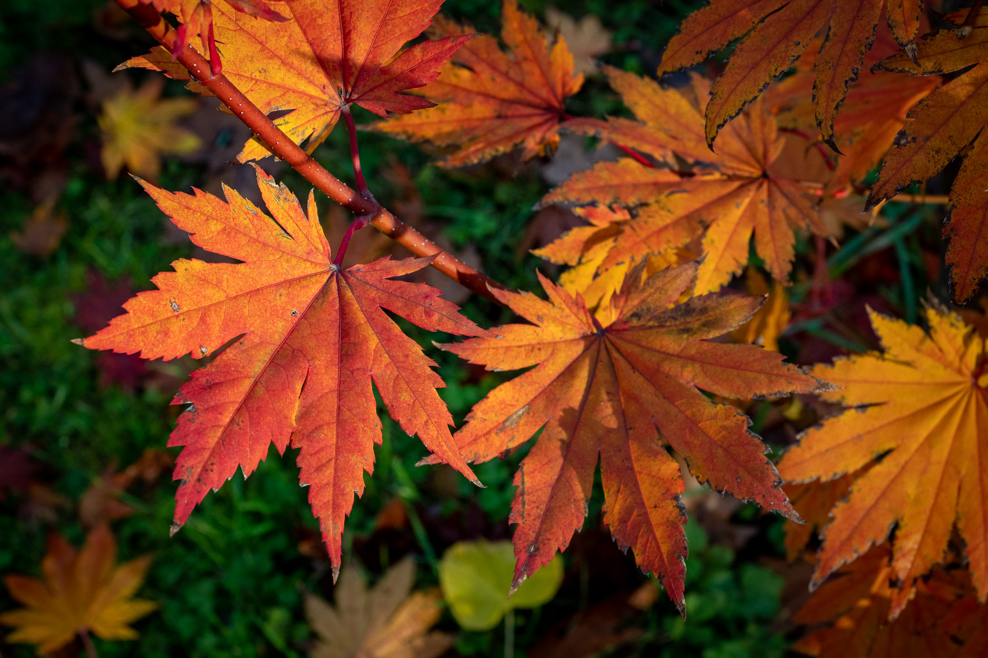 Acer_pseudosieboldianum_36830_C.Löhne.jpg