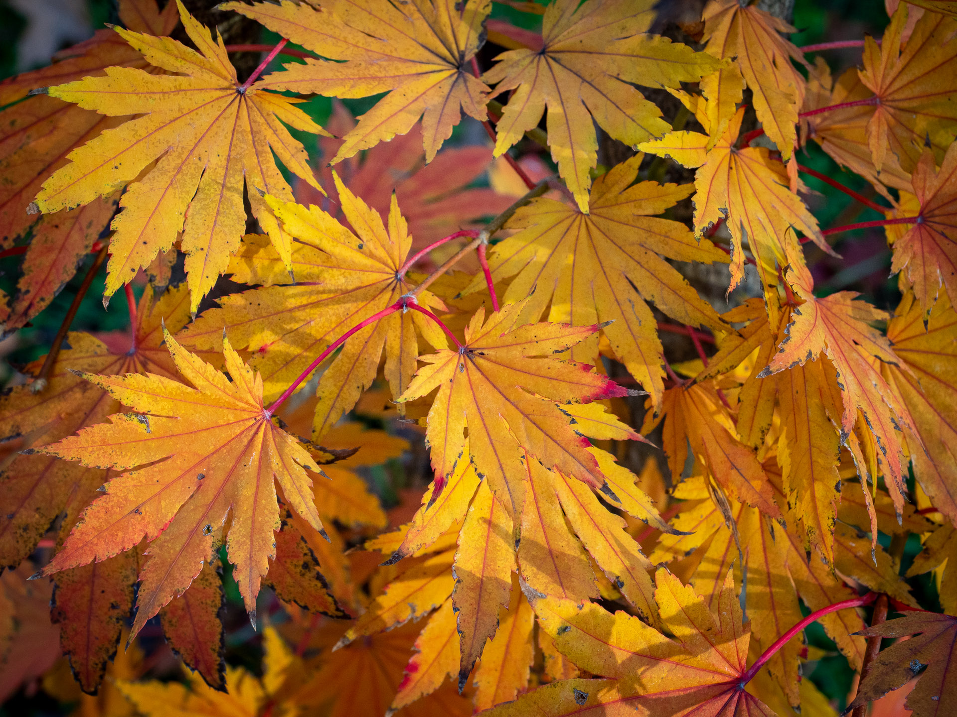 Acer_pseudosieboldianum_36830_C.Löhne_Bild_2.jpg