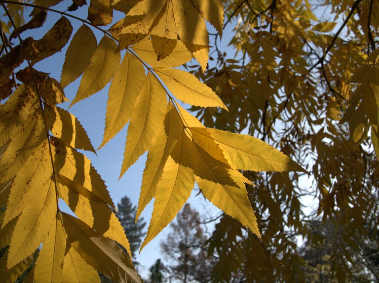 Carya illoinensis_14966_C.Löhne.jpg