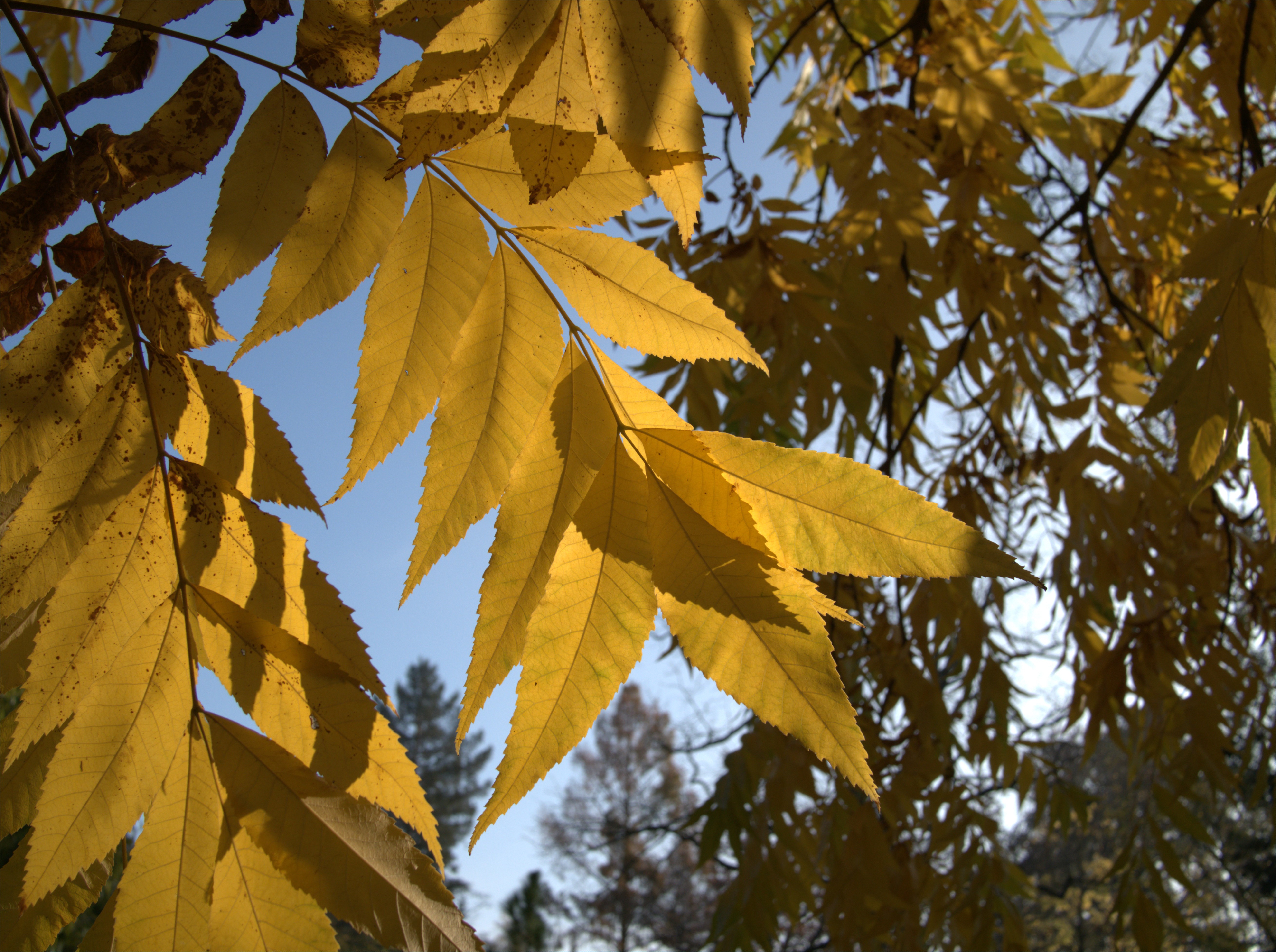 Carya illoinensis_14966_C.Löhne.jpg