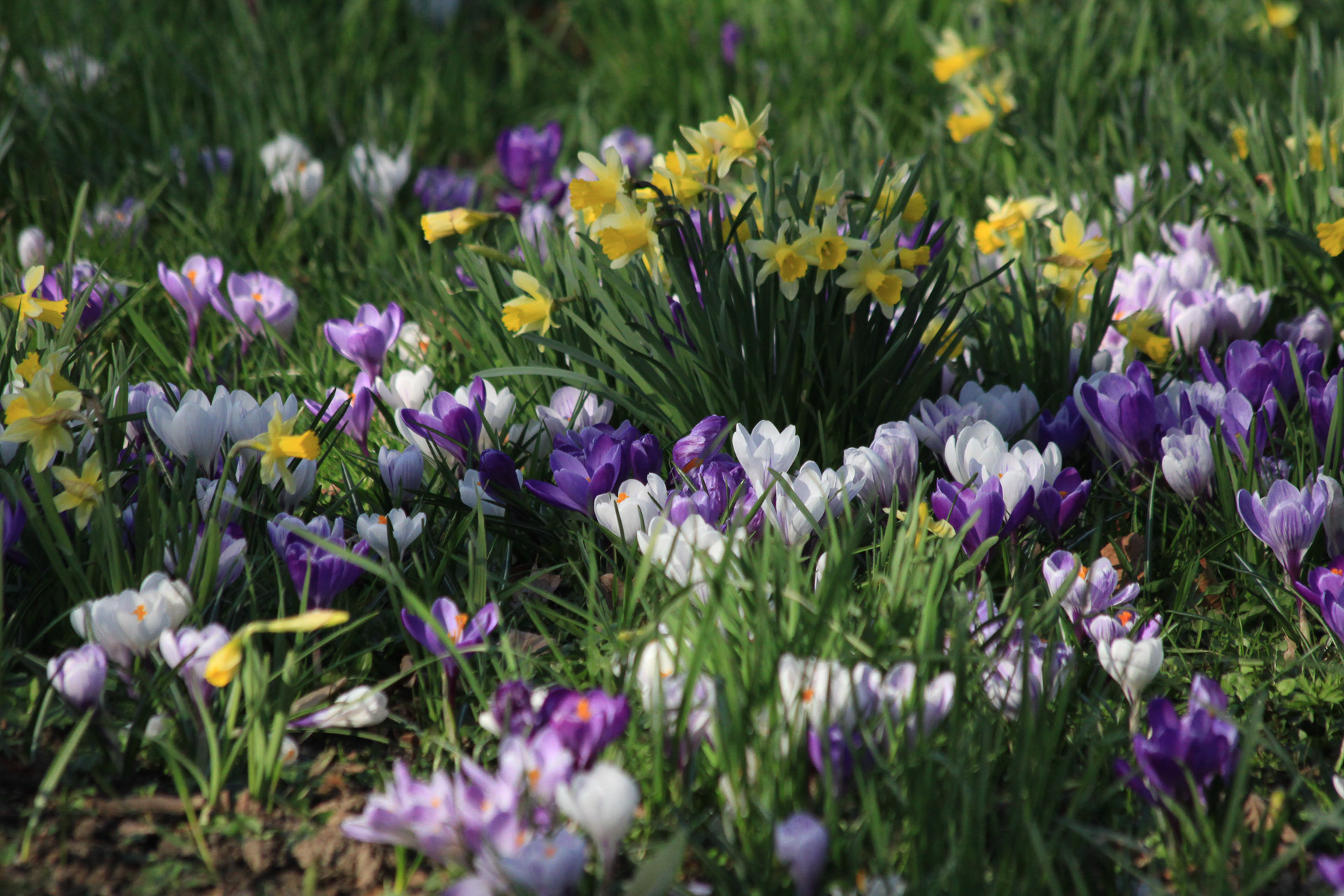 Frühlingsblumen_U.Sobick.jpg