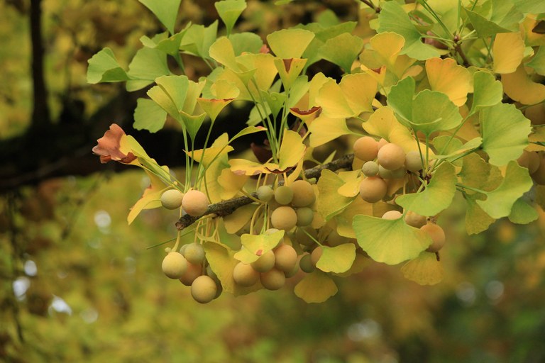 Ginkgo (Ginkgo biloba)