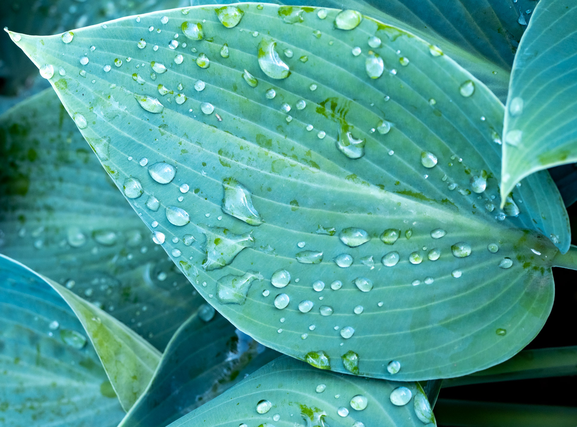 Hosta_x_tardiana_28651_C.Löhne.jpg