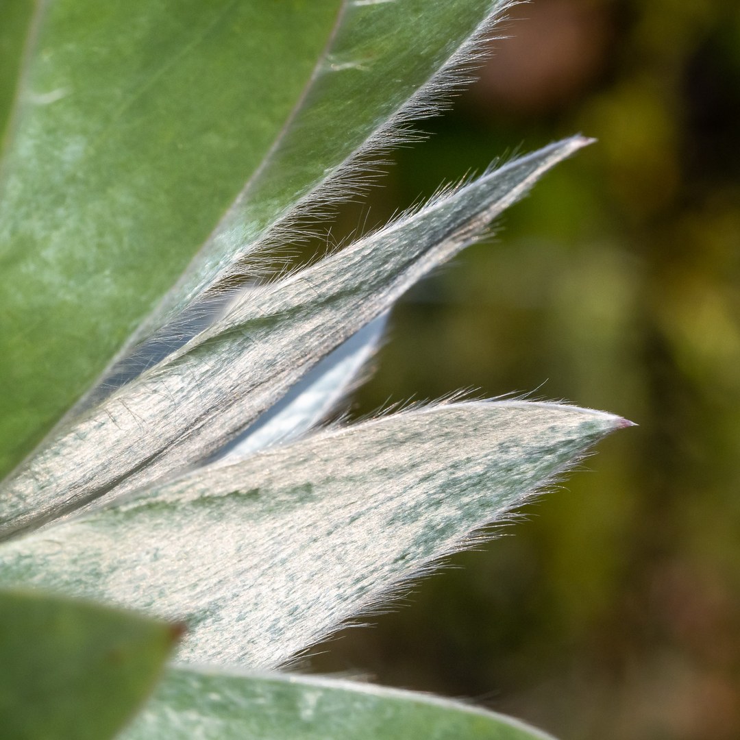 Der Echte Silberbaum (Leucadendron argenteum)