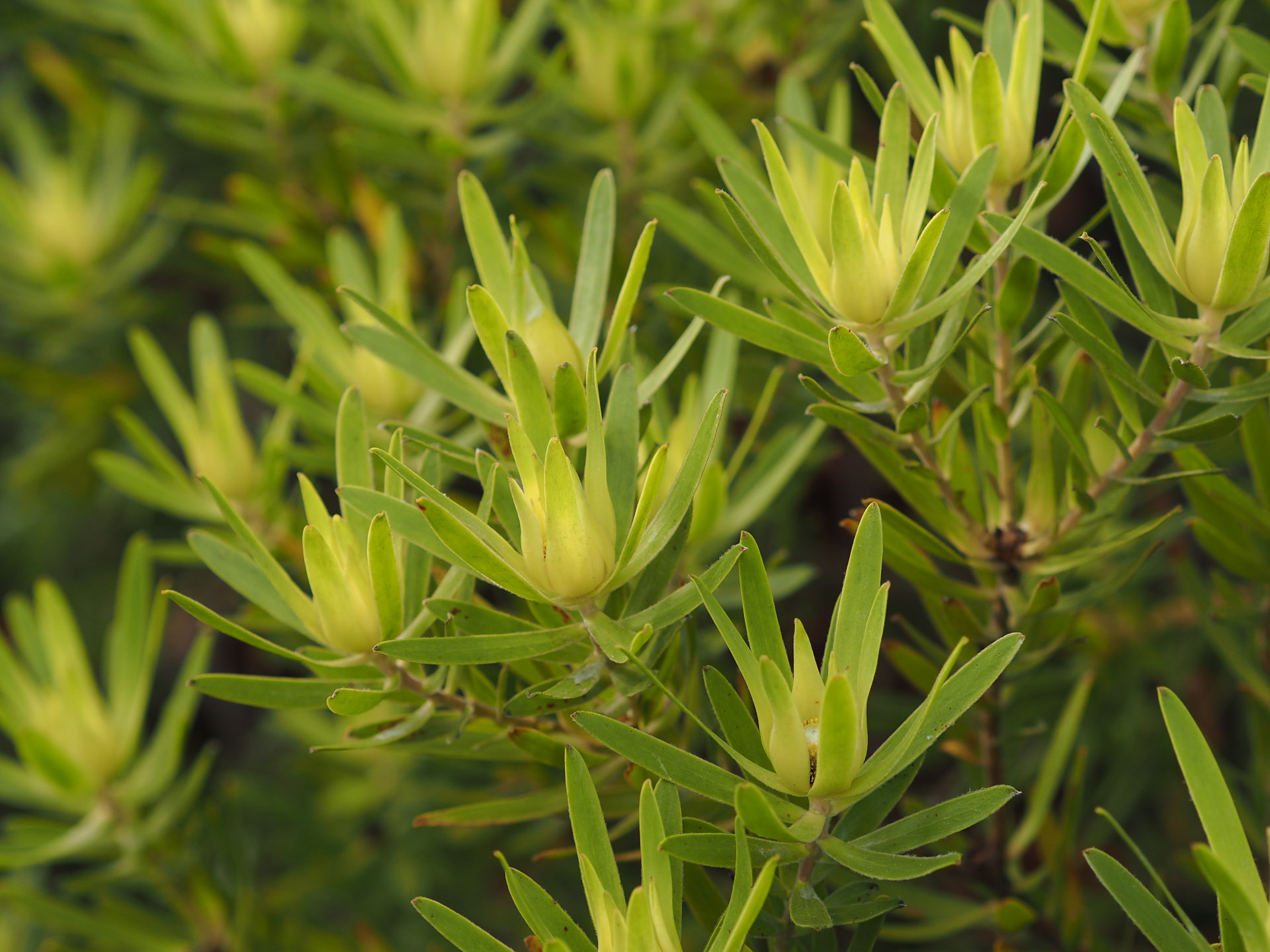 Leucadendron_gandogeri_16611_C.Löhne.jpg