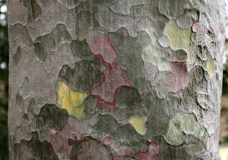 Pinus_bungeana_U.Sobick.jpg