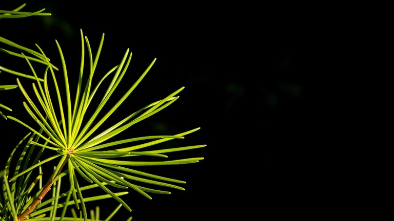 Sciadopitys_verticillata_35825_C.Löhne.jpg