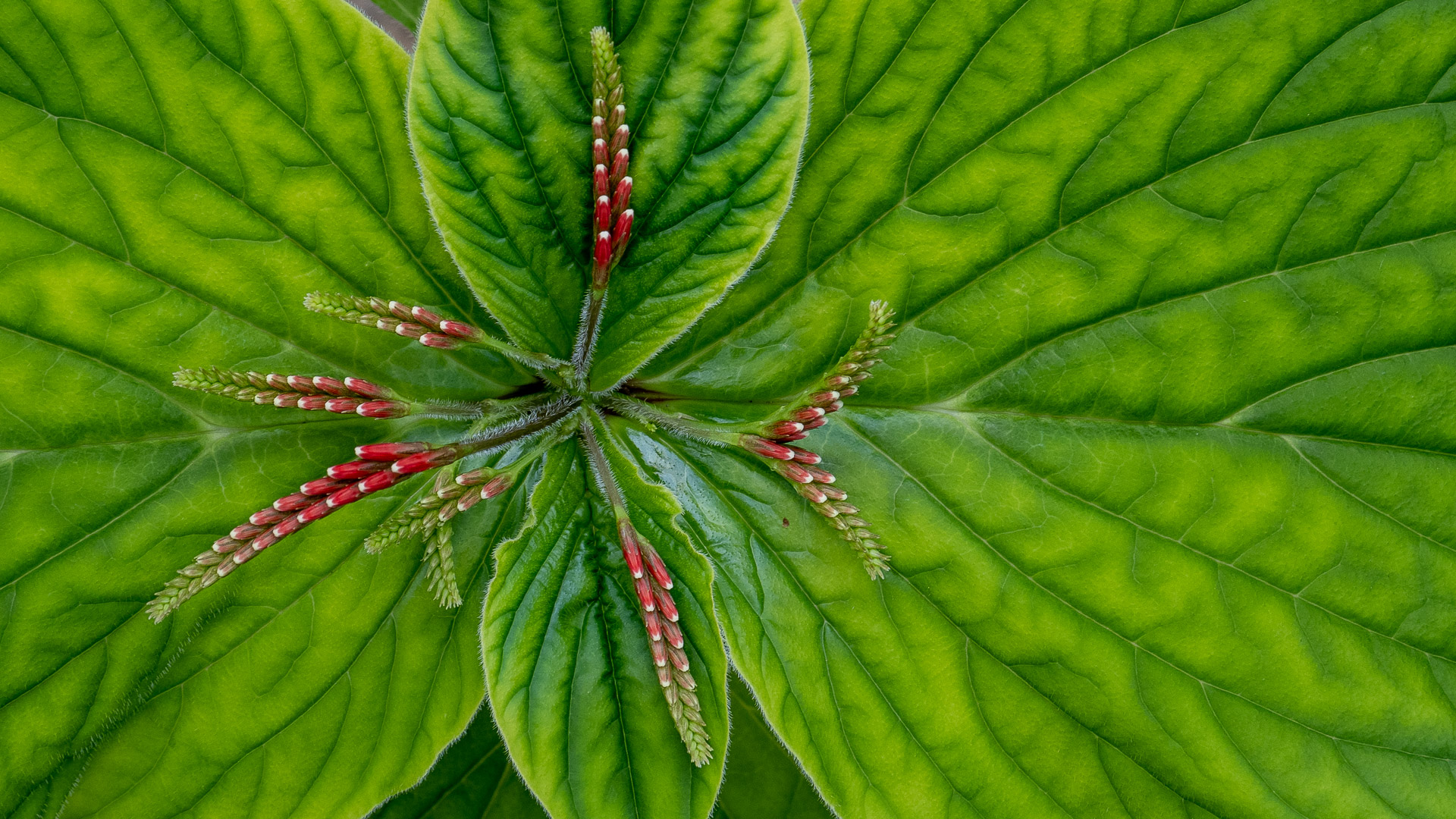 Spigelia_splendens_8415_C.Löhne.jpg