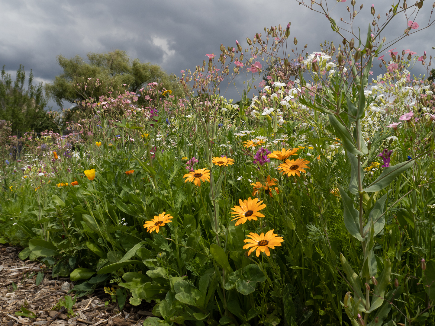 Wildblumenwiese_im_Nutzpflanzengarten_C.Löhne.jpg