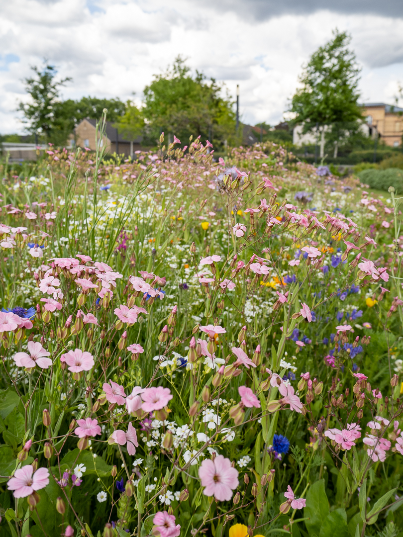 Wildblumenwiese_im_Nutzpflanzengarten_C.Löhne_Bild_2.jpg