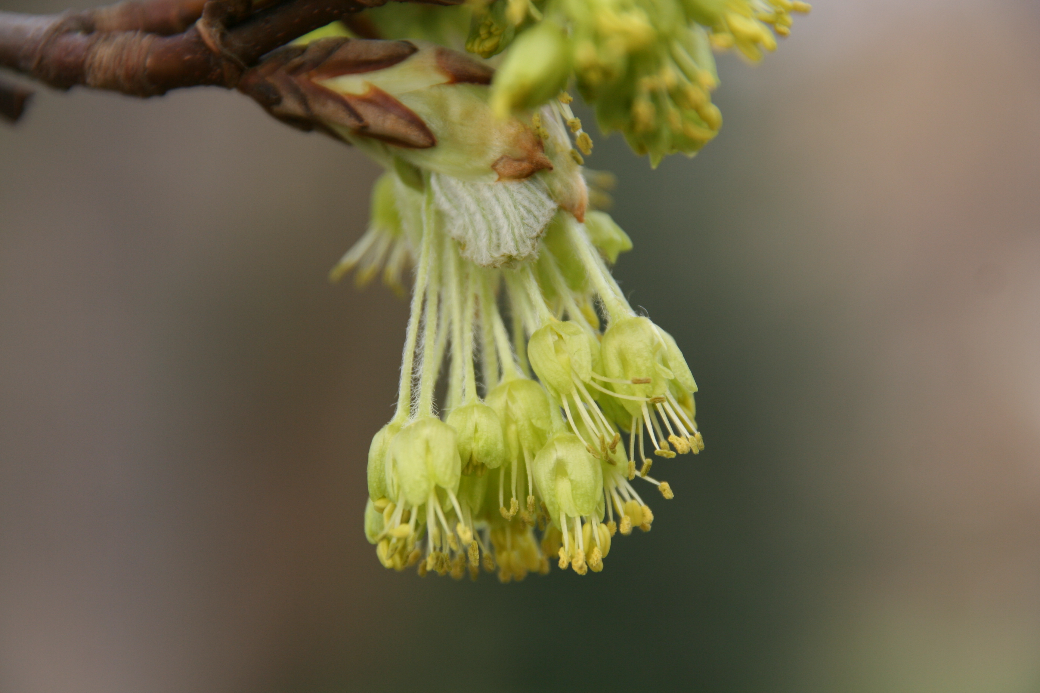 Acer_opulus_1902_W.Lobin.jpg