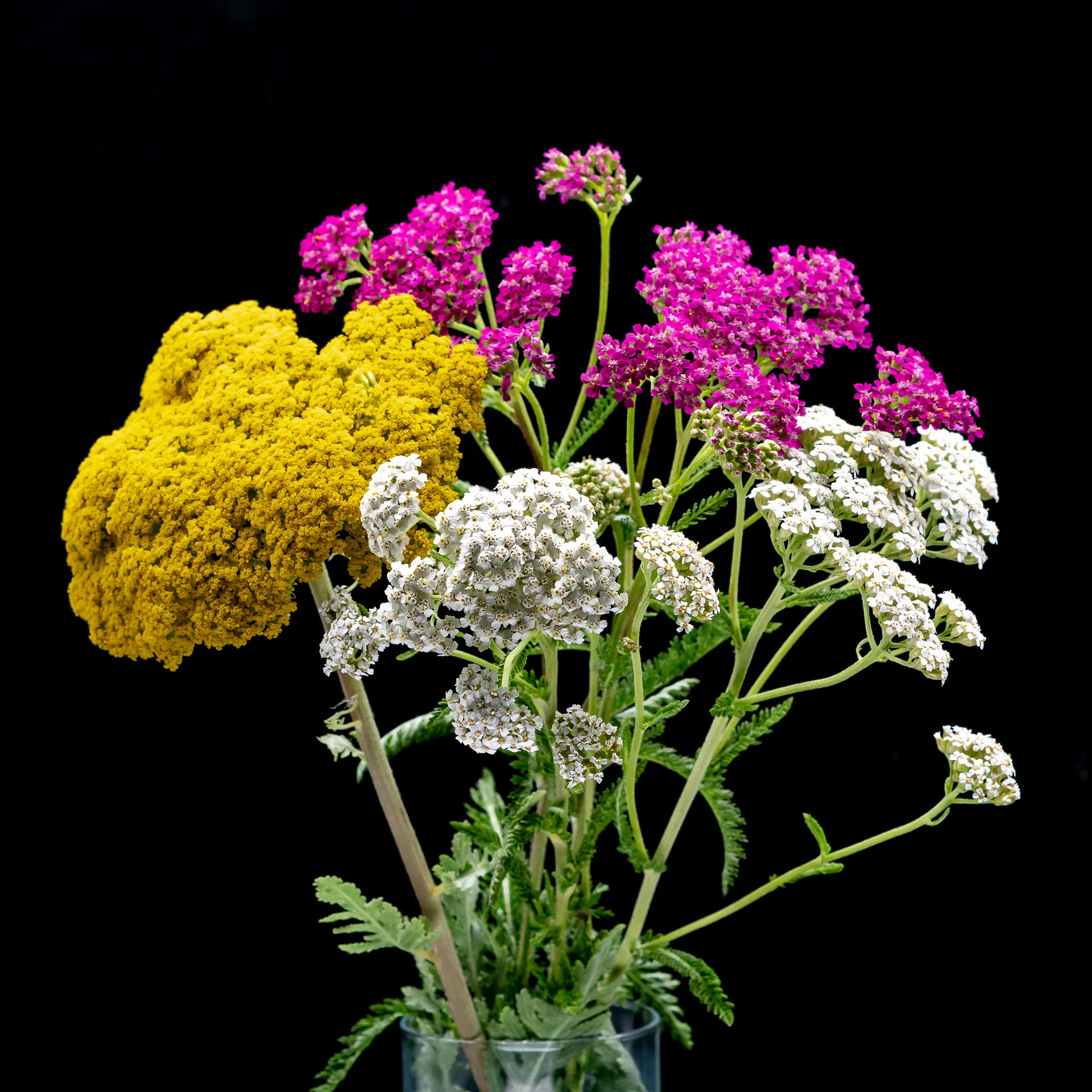 Achillea_Blumenstrauß_C.Löhne.jpg