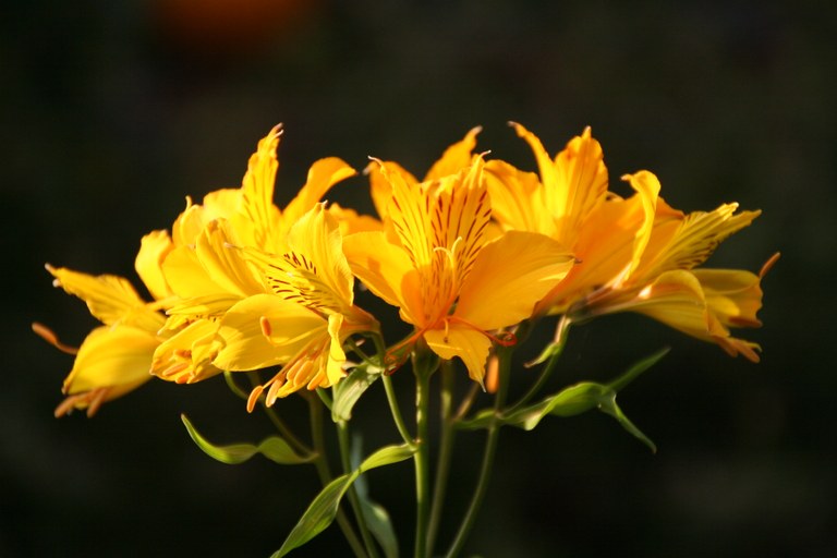 Alstroemeria_aurea_33057_W.Lobin.jpg