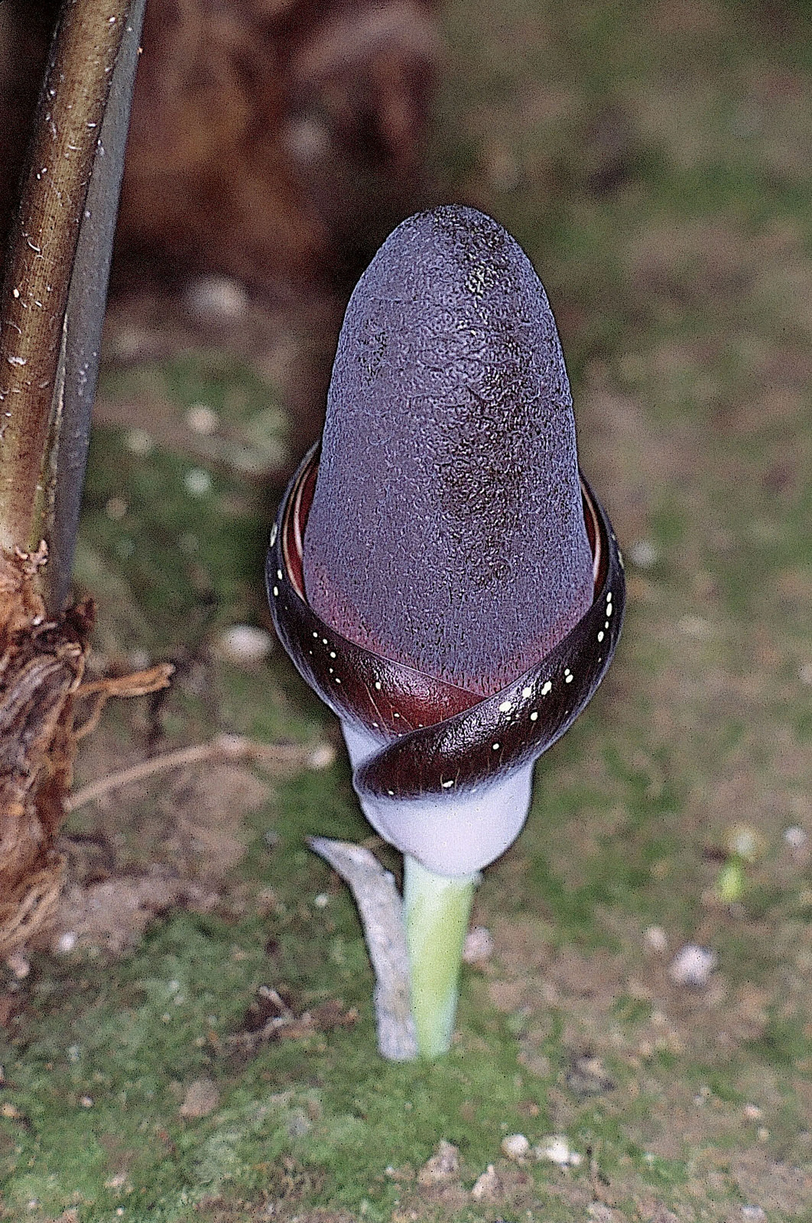 Amorphophallus_aphyllus_W.Barthlott.jpg