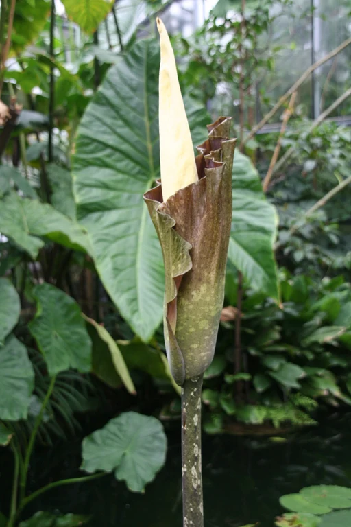 Amorphophallus_gigas_28046_W.Lobin.jpg