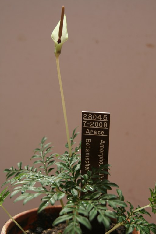 Amorphophallus_ongsakulii_28045_W.Lobin.jpg