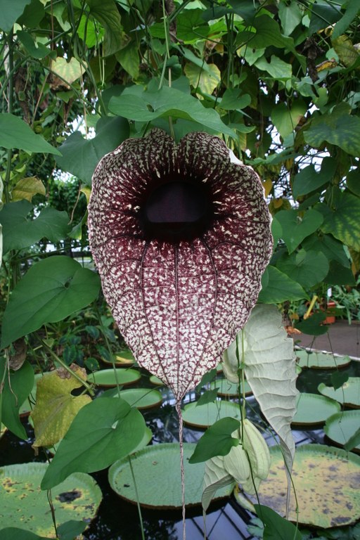 Aristolochia_grandiflora_5629_W.Lobin.jpg