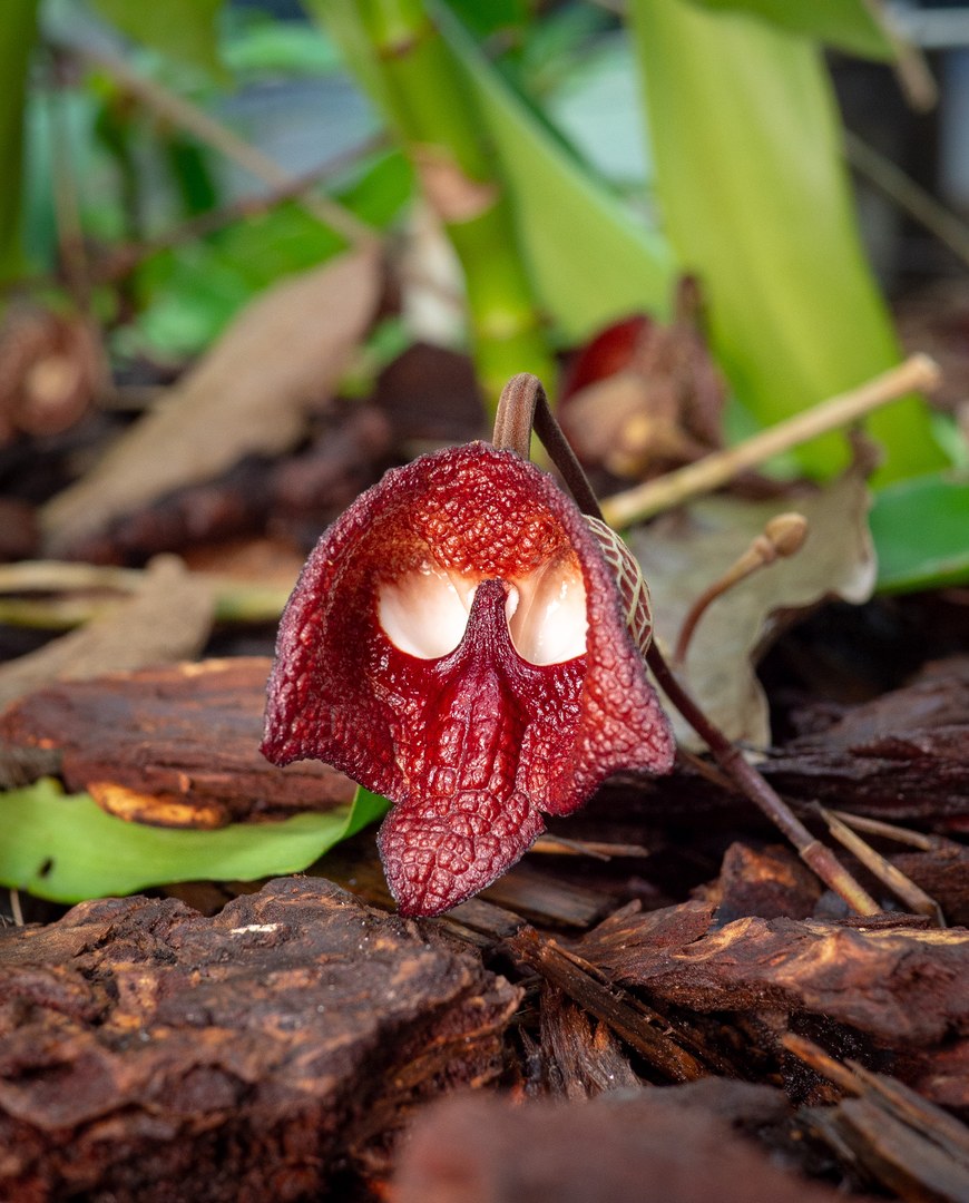Aristolochia_salvadorensis_10720_C.Löhne_01.03.2019-5.jpg