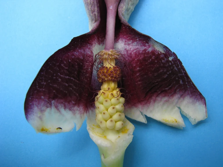Arum_megobrebi_26860_W.Lobin_Bild_2.JPG