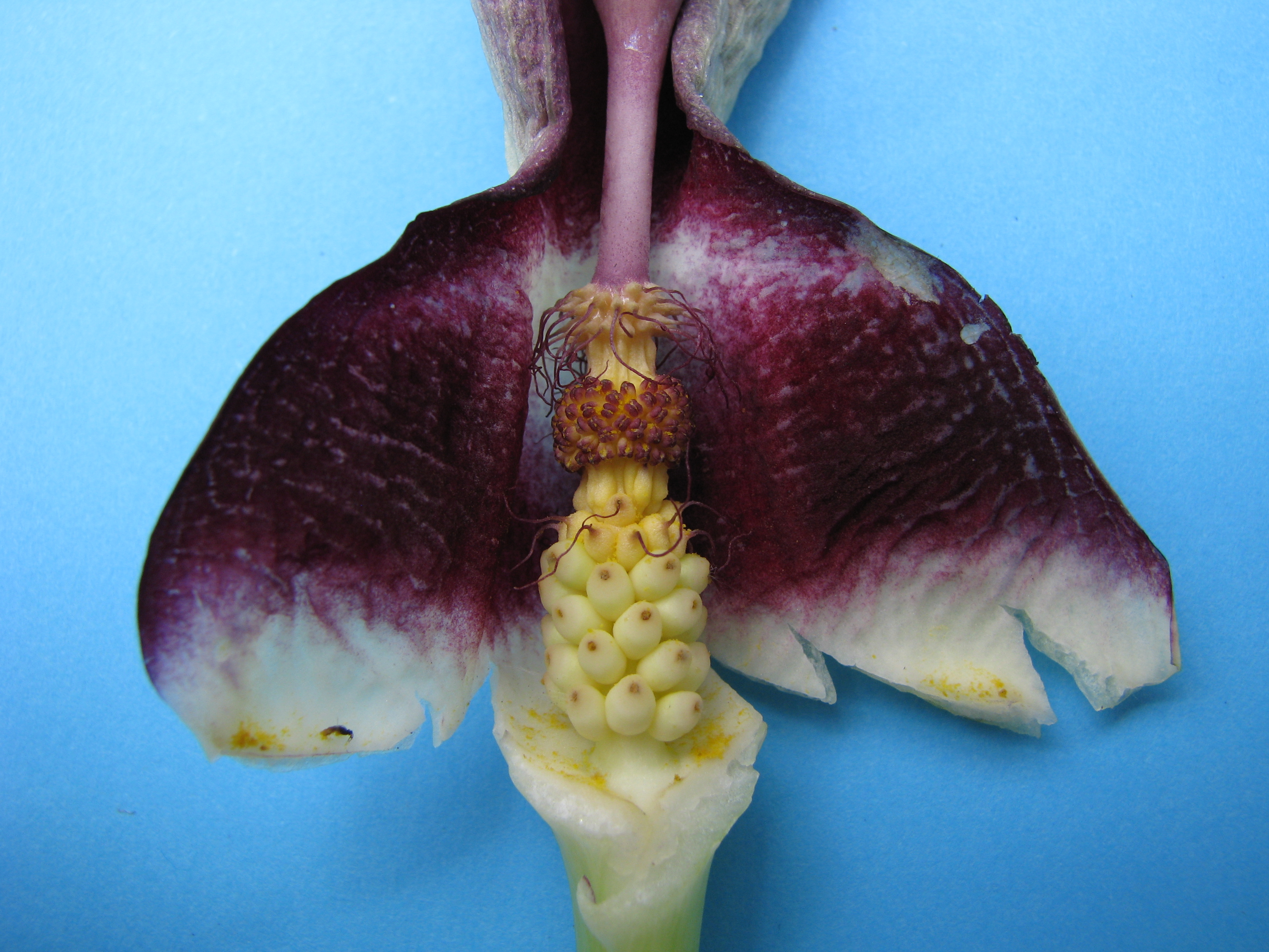 Arum_megobrebi_26860_W.Lobin_Bild_2.JPG