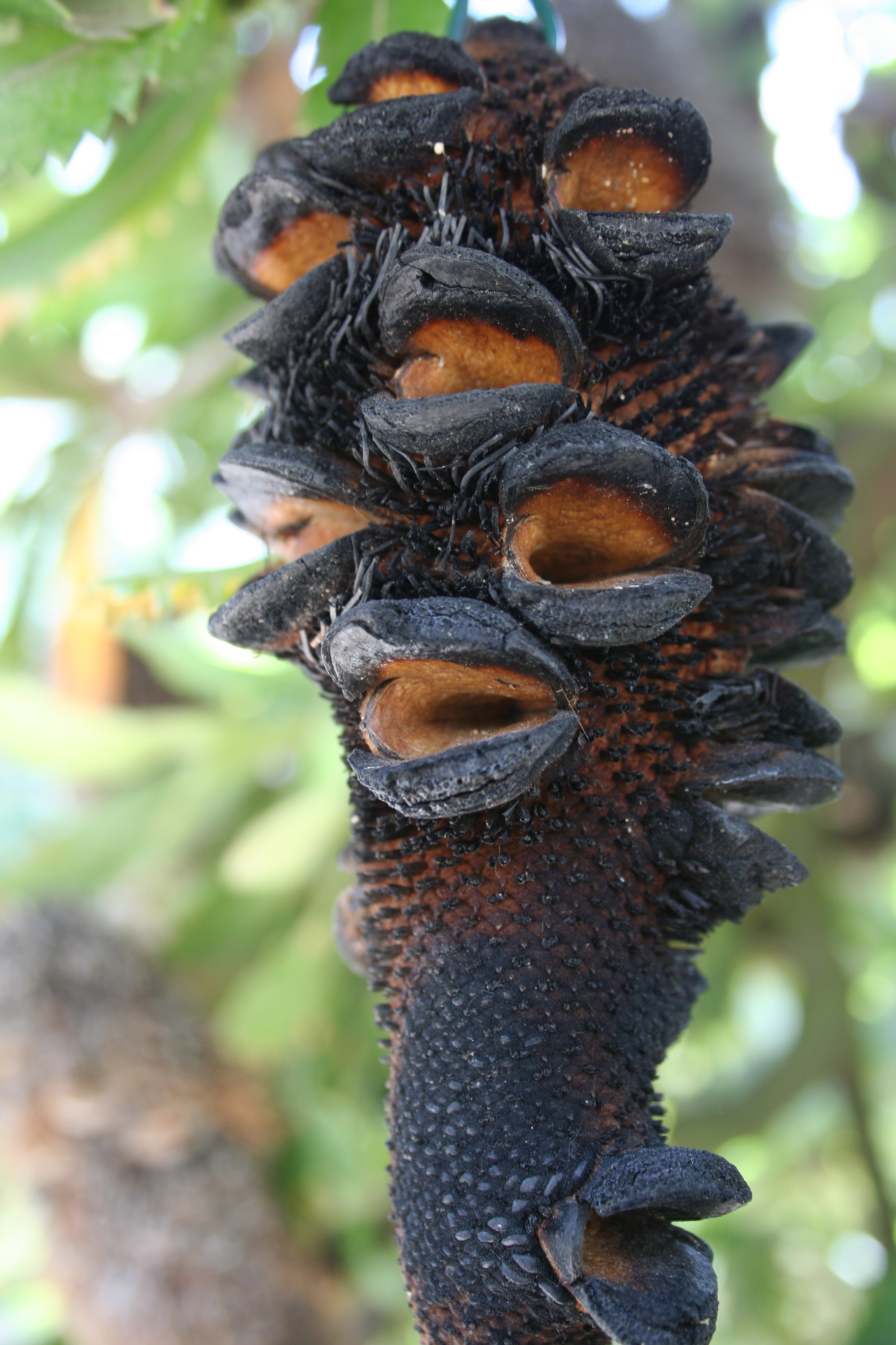 Banksia _serrata_664_abgebrannter_Kolben_W.Lobin.jpg