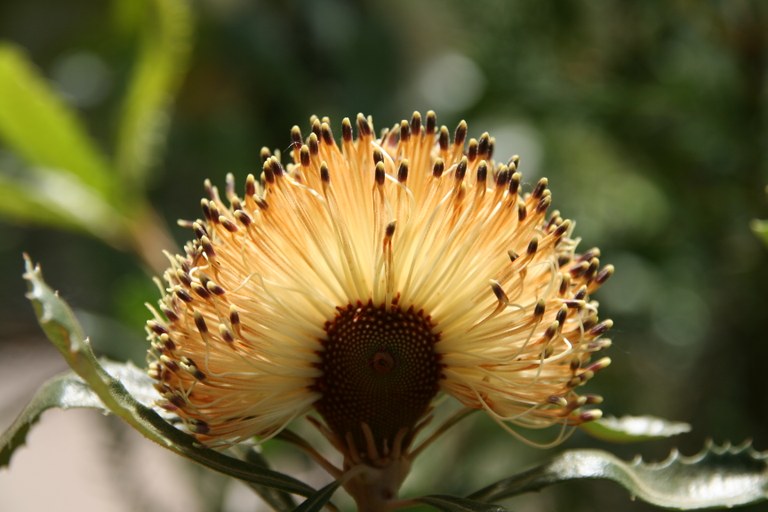 Banksia_media_26782_W.Lobin_Bild_2.jpg