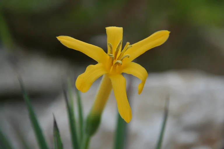 Barbacenia_longiflora_9647_W.Lobin.jpg