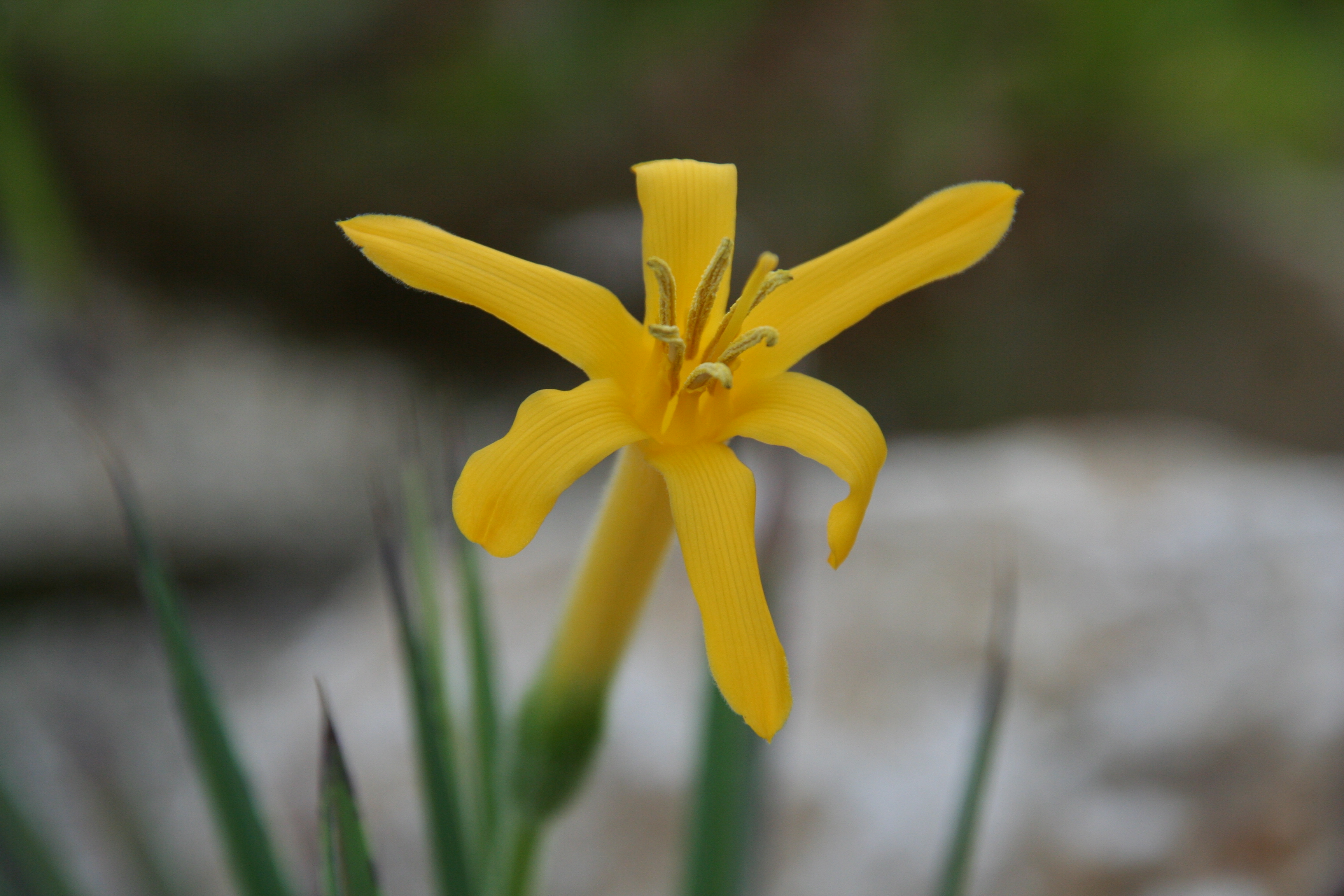 Barbacenia_longiflora_9647_W.Lobin.jpg