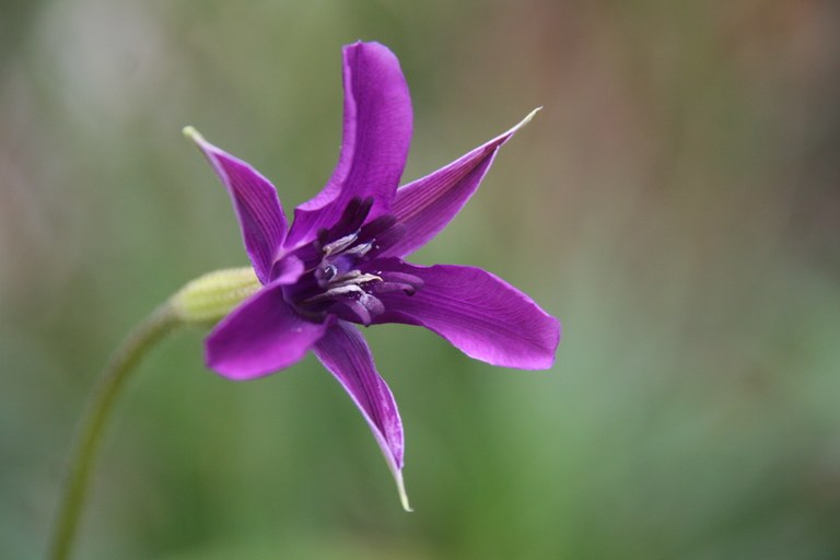 Barbacenia_purpurea_19766_W.Lobin.jpg