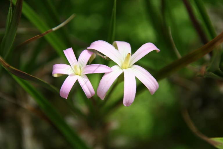 Barbaceniopsis_vargasiana_16801_W.Lobin.jpg