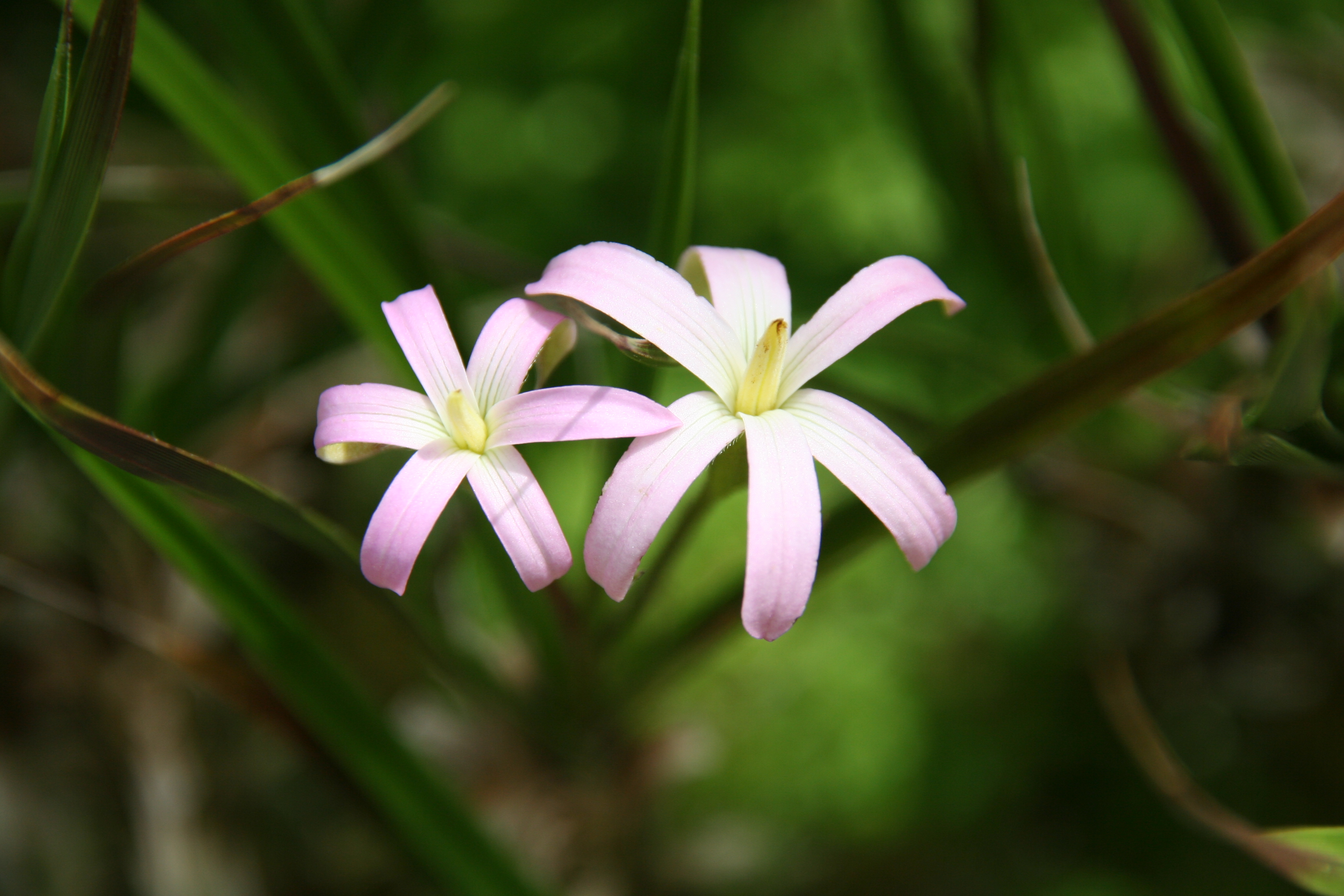 Barbaceniopsis_vargasiana_16801_W.Lobin.jpg