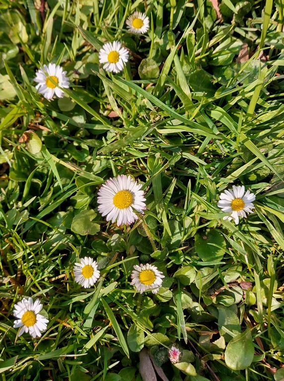 Bellis_perennis_I.Fuchs.jpg