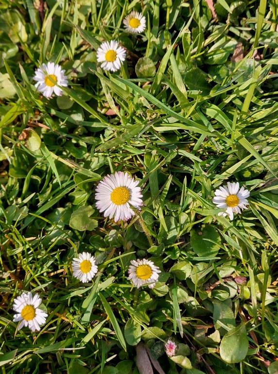 Bellis_perennis_I.Fuchs.jpg