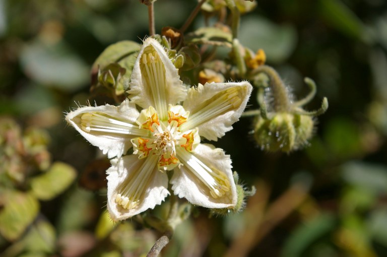 Caiophora_dederichiorum_T.Henning.jpg