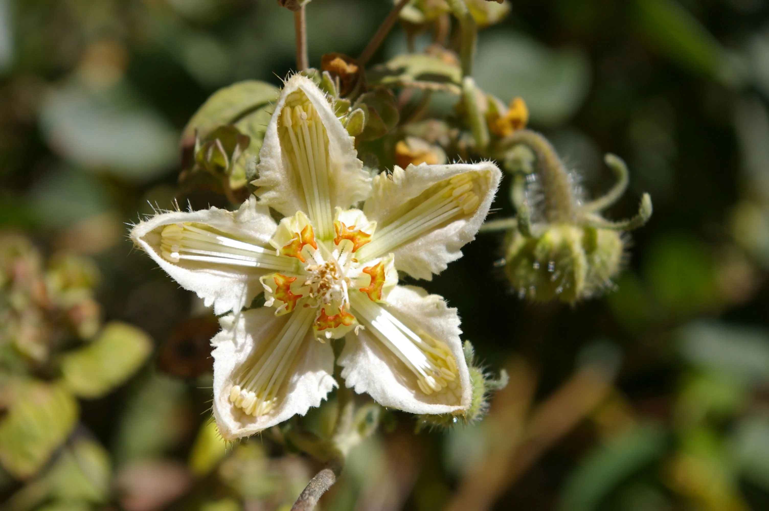 Caiophora_dederichiorum_T.Henning.jpg