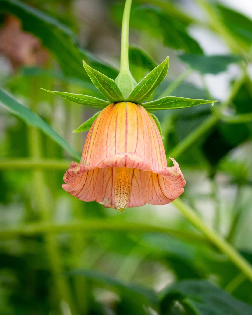 Canarina_canariensis_11906_C.Löhne_09.02.2019_Campanulaceae-3.jpg