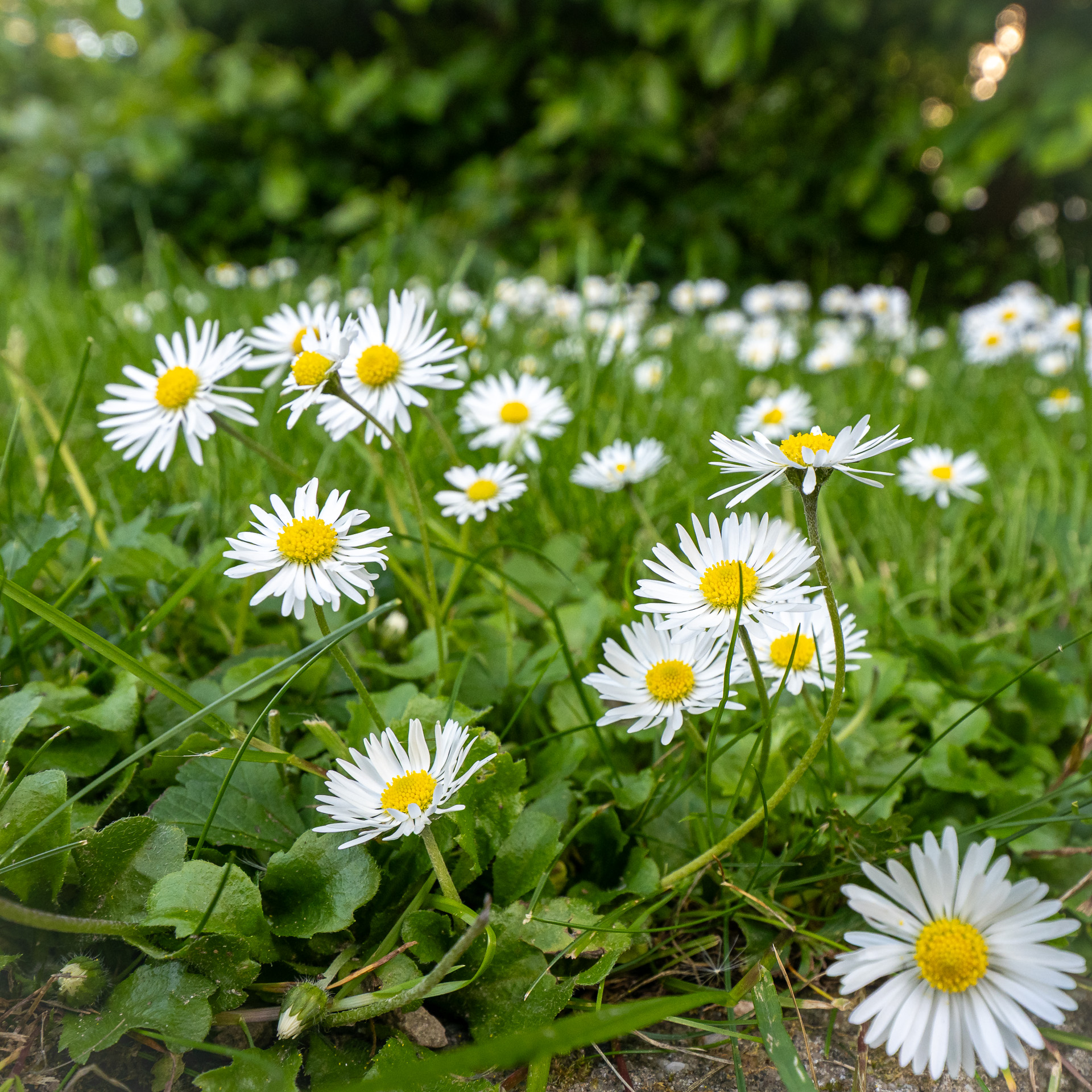 Gänseblümchen.jpg