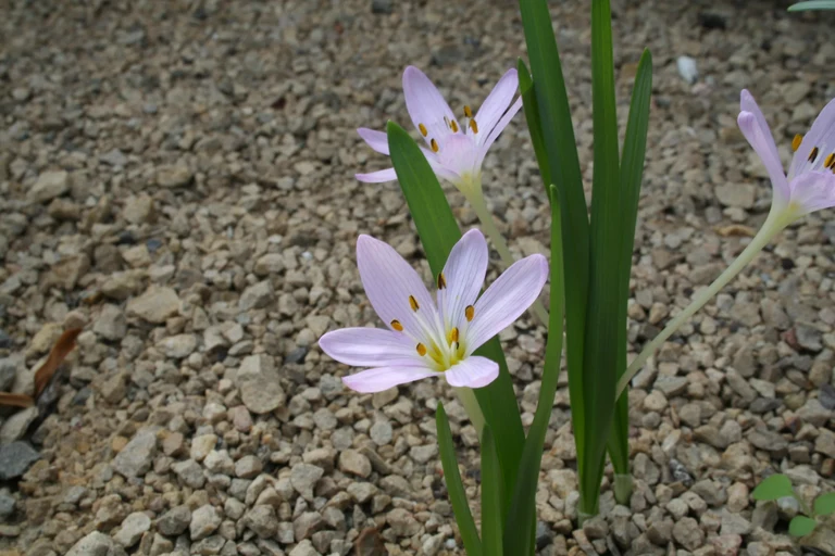 Colchicum_cupanii_15262_W.Lobin.jpg