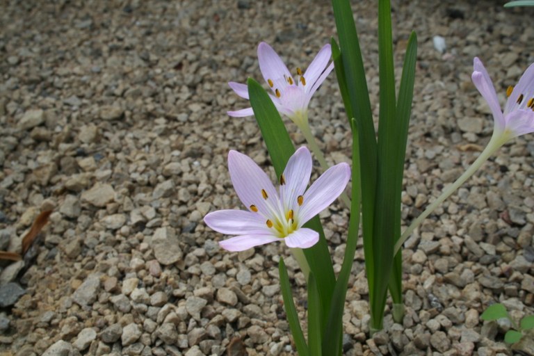 Colchicum_cupanii_15262_W.Lobin.jpg