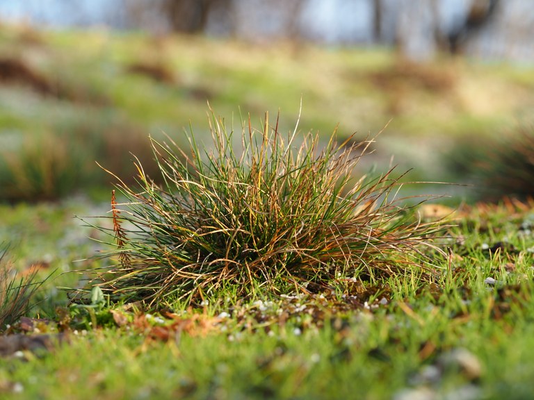 Corynephorus_canescens_13548_C.Löhne.JPG