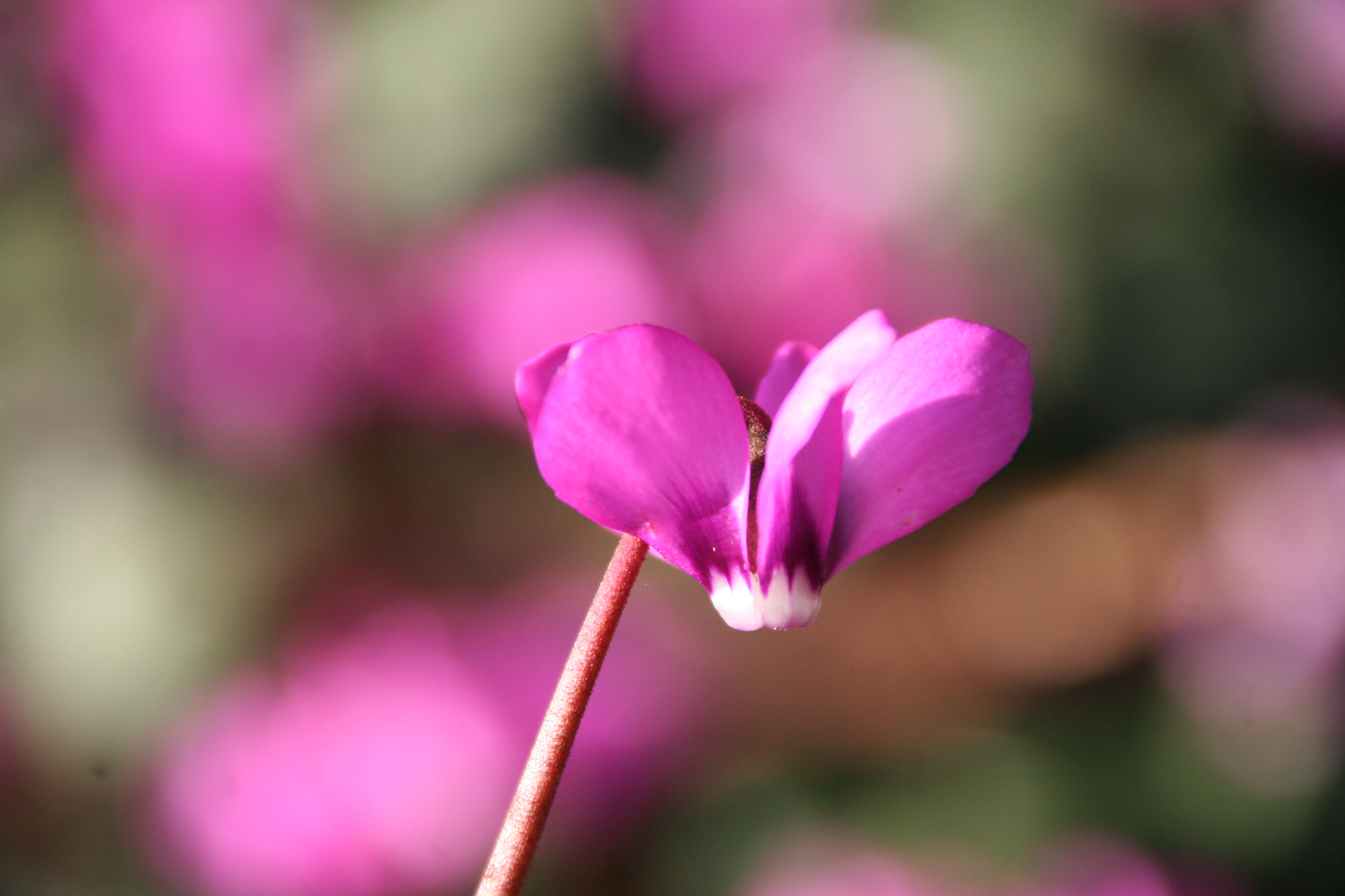 Cyclamen_coum_coum_19788_W.Lobin.jpg