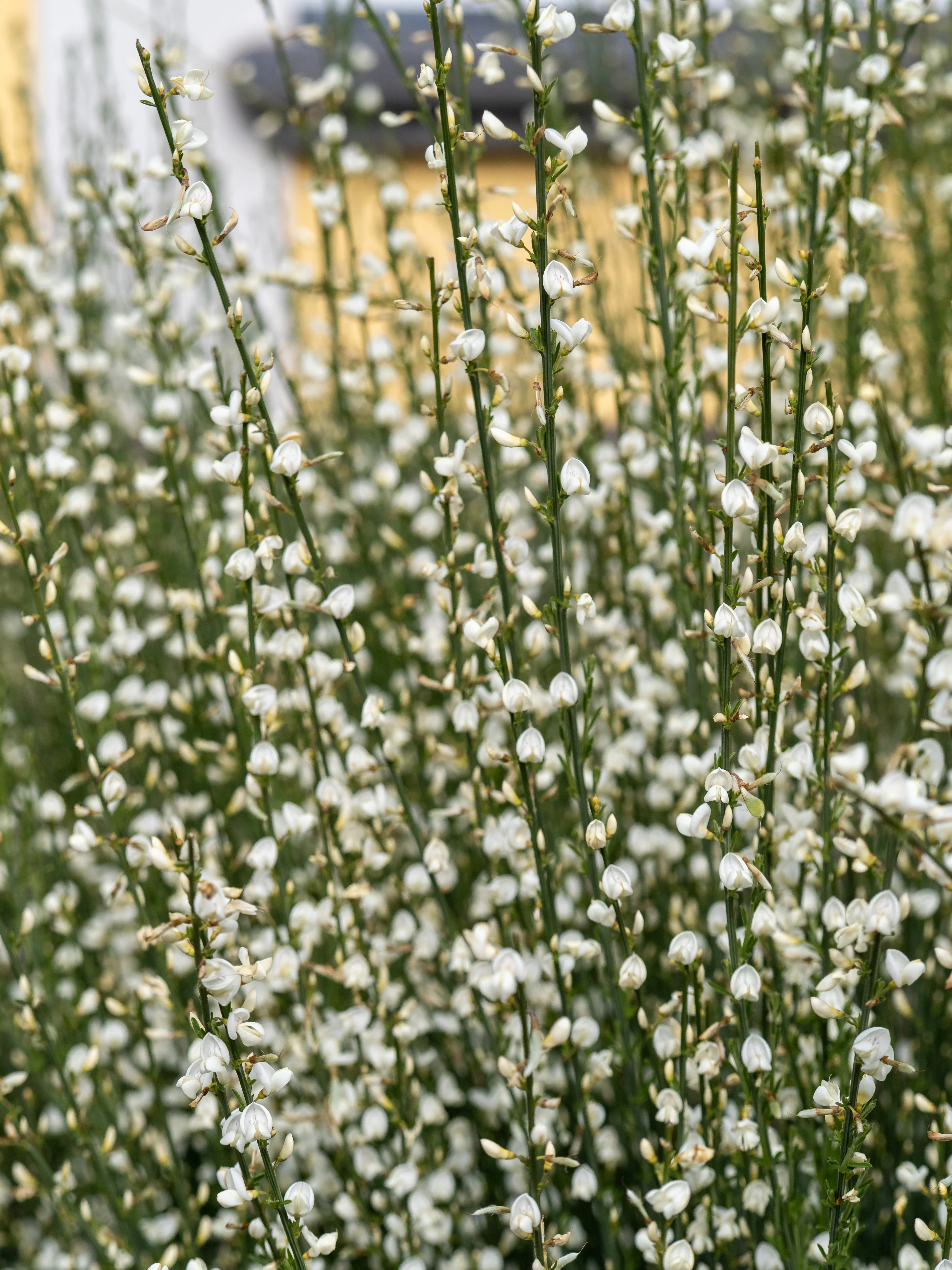 ein Strauch mit vielen kleinen, weißen Blüten