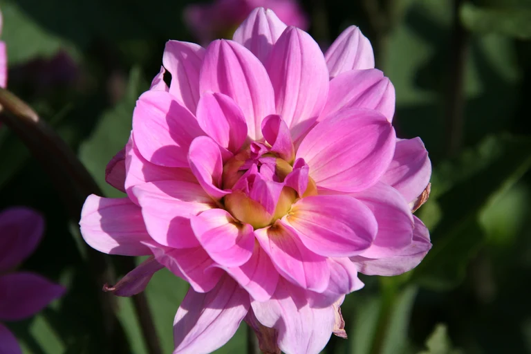 Dahlia_x_hortensis_cv._Bonner_Universität_31130_W.Lobin.jpg