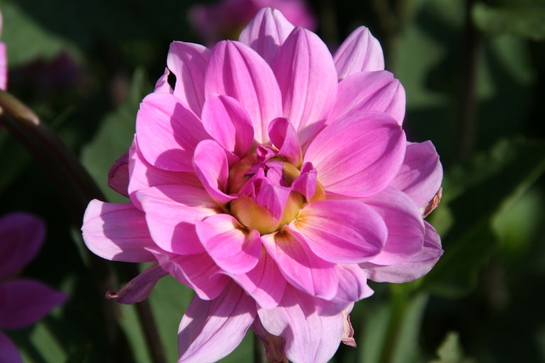 Dahlia_x_hortensis_cv._Bonner_Universität_31130_W.Lobin.jpg