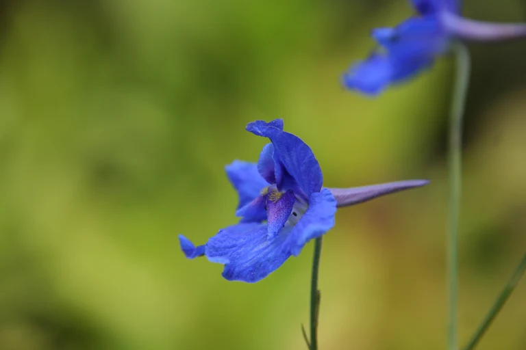 Delphinium_likiangense_31514_W.Lobin.jpg
